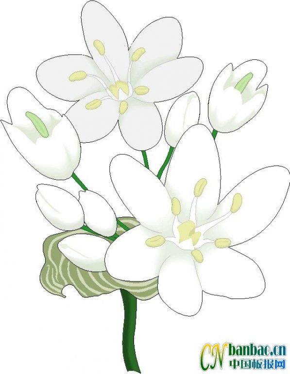 白色花朵插图
