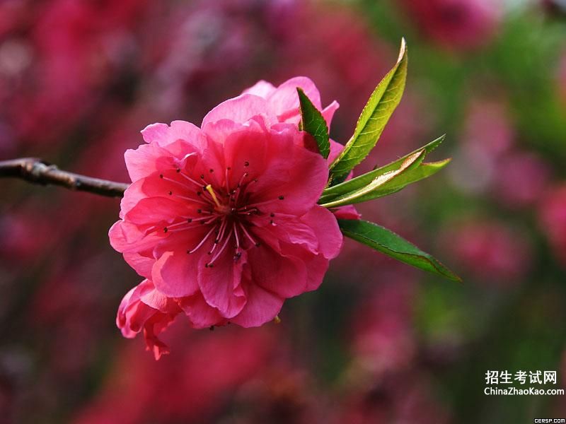 仿写春：春天是-本彩色的书——红的桃花，绿的柳叶，白的梨花黄的近迎春花，……