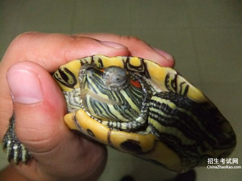 乌龟肿眼睛是怎么回事