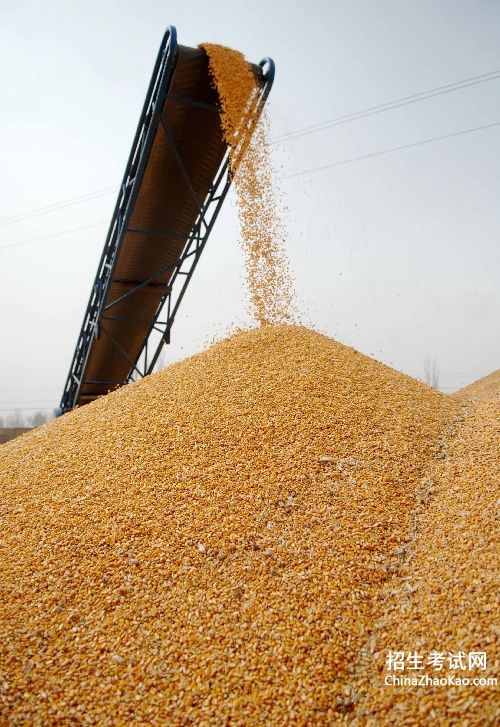 年后的玉米价格上涨了吗“？多少钱一斤？