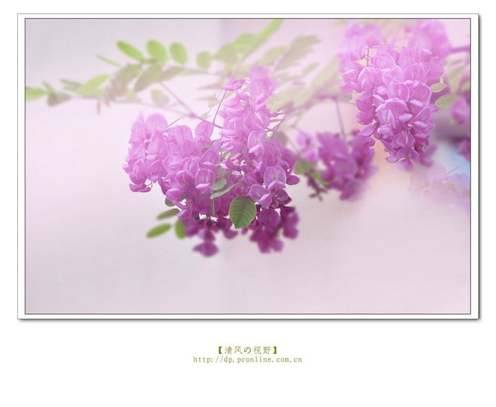 阳光中的紫藤花