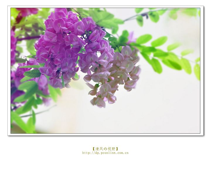 阳光中的紫藤花