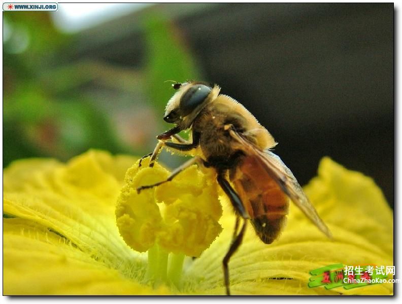 密蜂采花描写