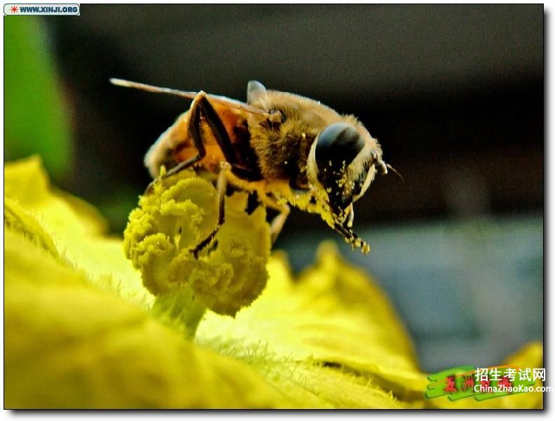 密蜂采花描写