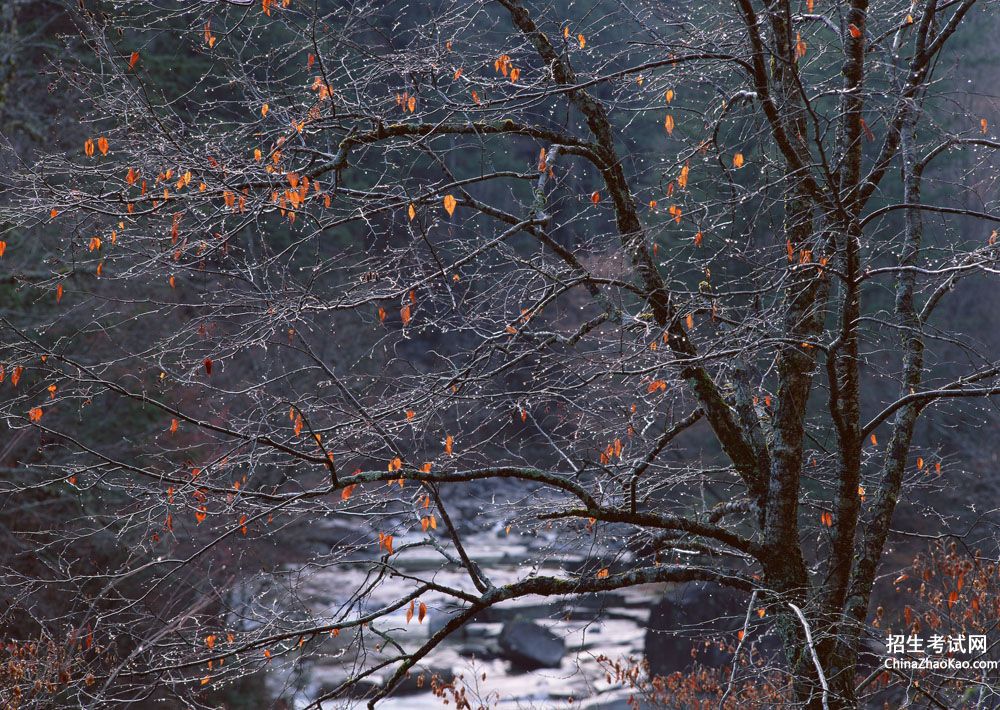 冬天的枫树描写