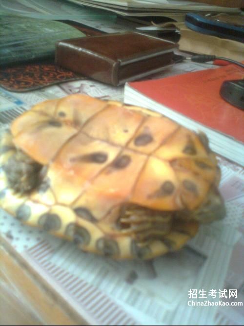 巴西龟不进食