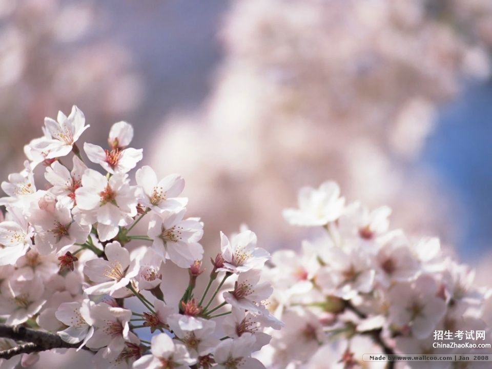 三月樱花节怎样形容