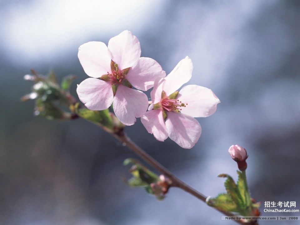 三月樱花节怎样形容