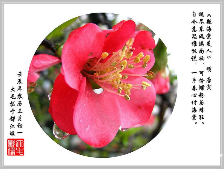 描写海棠花的古诗