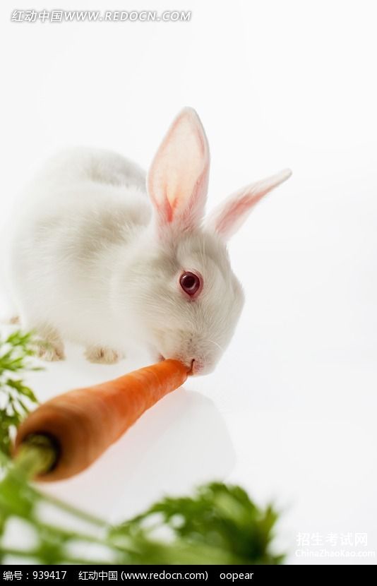 小白兔吃胡萝卜的样子