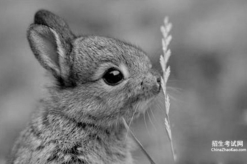 兔子不吃窝边草,这是绿林英雄的义气