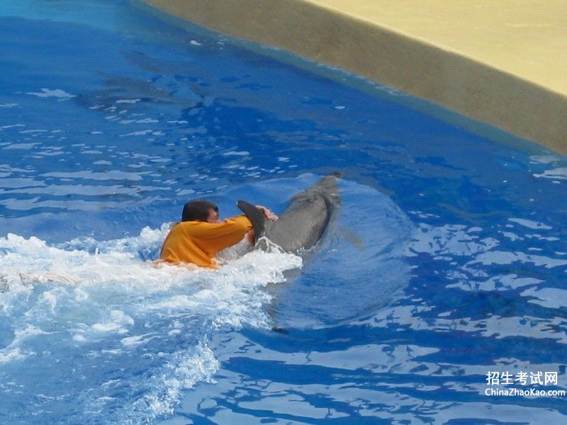 海豚怎么救人