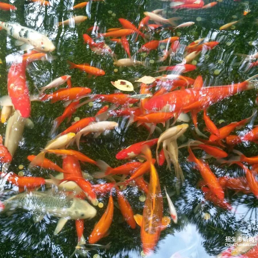 描写池中的红鲤鱼