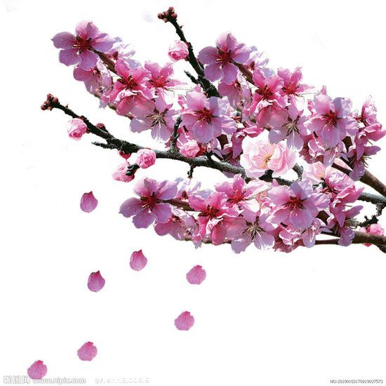 描写柳树，桃花，樱花的优美句子，各五句