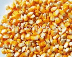 玉米多少钱一斤.