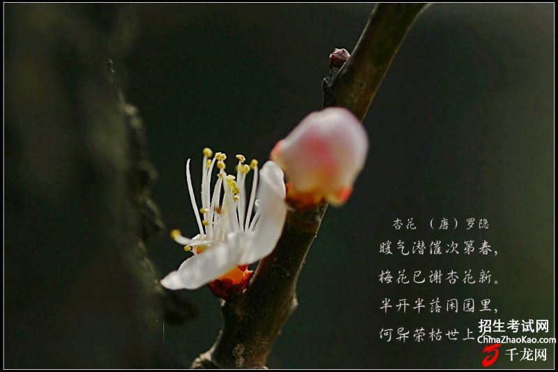 关于杏花的诗词。