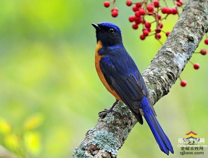 关于保护环境的小鸟诗歌。