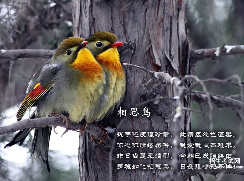 关于鸟的诗。