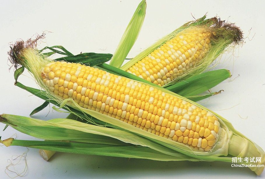 玉米市场价一斤多少
