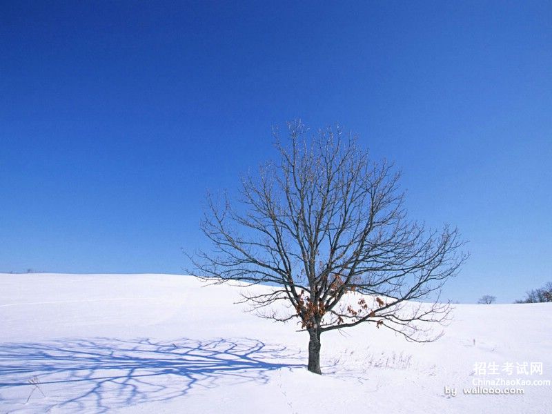 【冬天的大树】