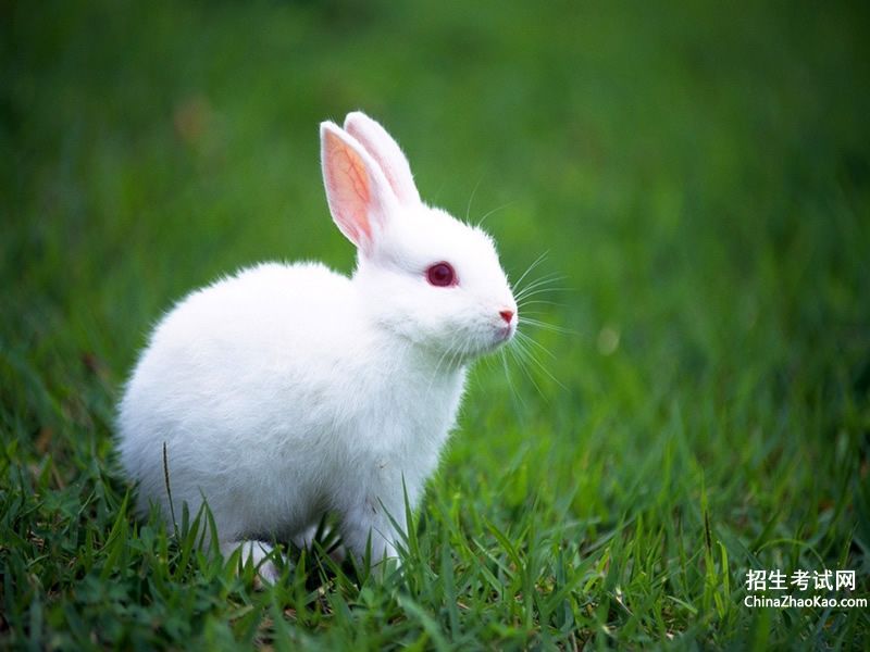 【怎样写小兔子可爱的样子.】
