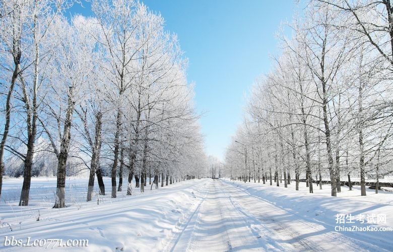 【冬天雪后杨树的景色】
