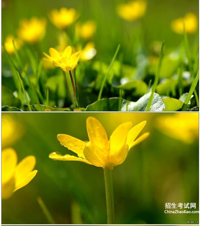 【春天黄色代表什么景物】
