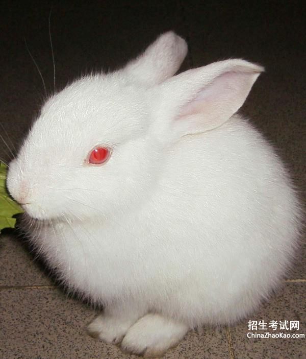 【兔子的眼睛为什么是红色的啊！】