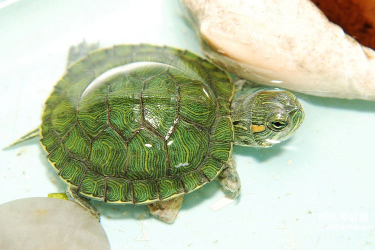 【养一只小乌龟,观察它的样子和活动情况】