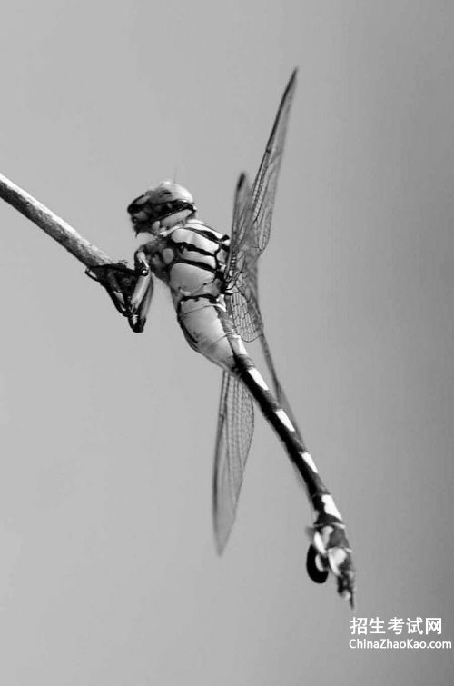 【关于蜻蜓尾巴的描写】