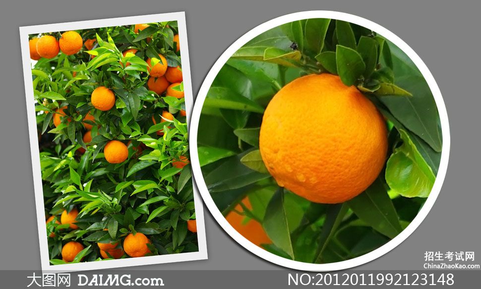 【介绍橘子树样子的好段100】