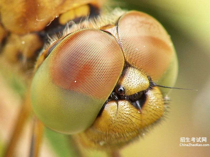 【蜻蜓的眼睛由两万多只小眼睛组成】
