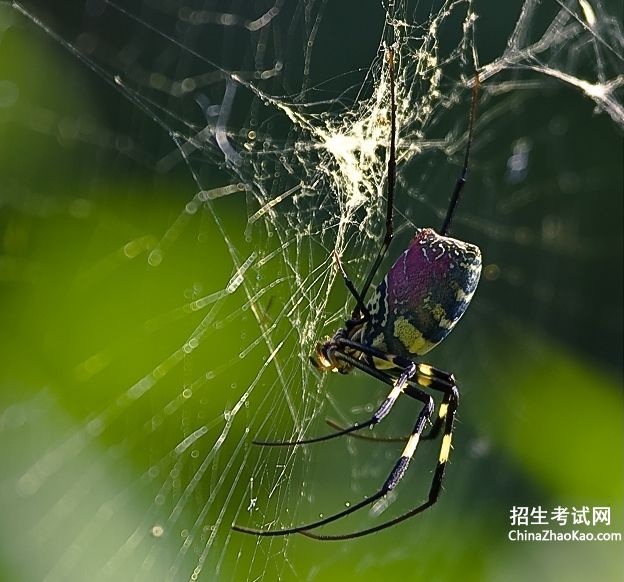 【22蜘蛛织网教学反思】