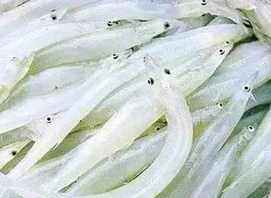 [白肌银鱼的做法]白肌银鱼 白肌银鱼多少钱一斤