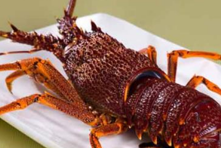 [澳洲龙虾多少钱一斤]澳洲龙虾多少钱一斤?