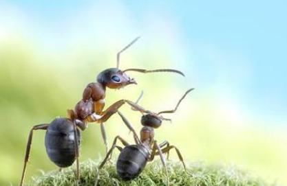 描写蚂蚁的作文范文