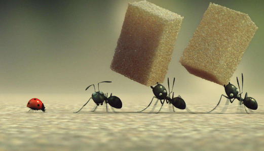 【蚂蚁的作文400字】蚂蚁的作文