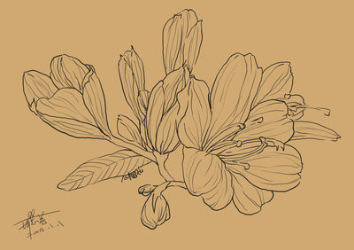 [花卉手绘图片铅笔画精选]花卉手绘图片铅笔画精选